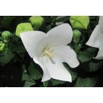 Platycodon gran. 'Astra White' Velikost hrnku: 10,5cm – Zboží Dáma