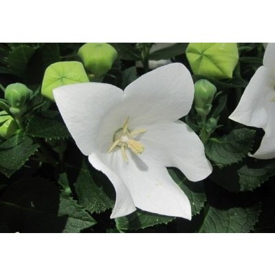 Platycodon gran. 'Astra White' Velikost hrnku: 10,5cm – Zboží Dáma