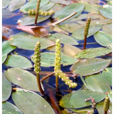 Potamogeton natans - pohár Ø 9 cm – Zboží Dáma
