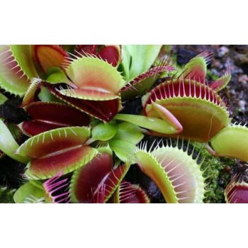 Dionaea muscipula | Mucholapka podivná | 2 dospělé rostliny