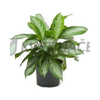 Aglaonema silver bay 26x45cm