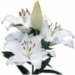 LILIUM OR ARIOSTO 95 cm / 5+ – Zboží Dáma