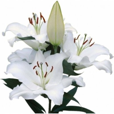 LILIUM OR ARIOSTO 95 cm / 5+ – Zboží Dáma