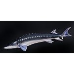 Gaby polštář ryba Jeseter giant 120 cm – Zboží Dáma