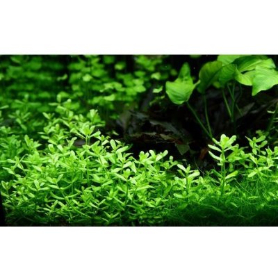 Bacopa compact – Sleviste.cz