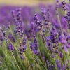 Osivo a semínko Levandule lékařská - Lavandula angustifolia - semena levandule - 130 ks