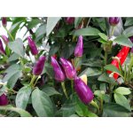 Bolivian Rainbow – Hledejceny.cz