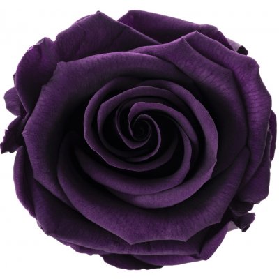Zina Purple - fialová (Aranž 3x stabilizovaná "věčná" růže v ploché keramice) – Zboží Dáma