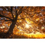 Pohlednice Místo pro snění – Sleviste.cz