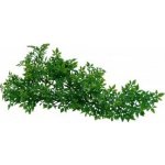 Lucky Reptile Horn Fern 40 cm – Zbozi.Blesk.cz