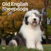 Kalendář Old English Sheepdogs Square 2024