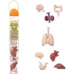 Tuba Lidské orgány – Zboží Mobilmania