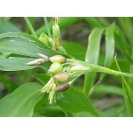 Natural Slzovka obecná 0,5 kg – Zboží Dáma