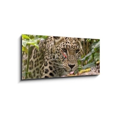 Obraz s hodinami 1D panorama - 120 x 50 cm - Persian Leopard Perský leopard