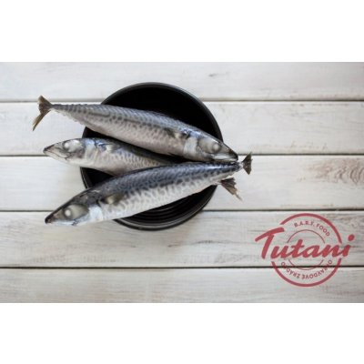 Tutani Makrela celá 1 kg – Hledejceny.cz