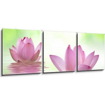 Obraz 3D třídílný - 150 x 50 cm - ččŠ sacred lotus lotus lotus kvést