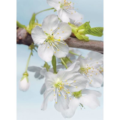 Komar XXL2-033 Vliesová fototapeta Blossom Třešňové květy poupata rozměry 184x248 cm – Zboží Mobilmania