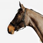 FOUGANZA Schooling pro koně a poníky – Hledejceny.cz