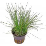 Eleocharis acicularis – Zboží Mobilmania