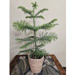 Araucaria Heterophylla, vánoční stromeček – Zboží Dáma