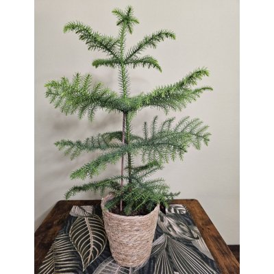 Araucaria Heterophylla, vánoční stromeček – Zboží Dáma