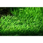 Lilaeopsis brasiliensis - Liliovníček brazilský – Sleviste.cz