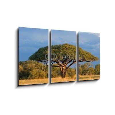 Obraz 3D třídílný - 90 x 50 cm - African Acacia tree, Hwange National Park, Zimbabwe Africký strom akácie, národní park Hwange, Zimbabwe – Zboží Mobilmania