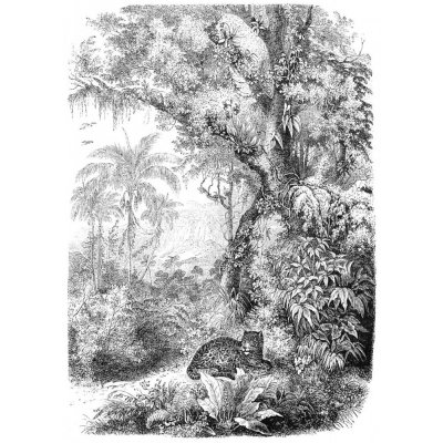Esta Home 158945 Vliesová černobílá obrazová tapeta - leopard v džungli 200x279cm