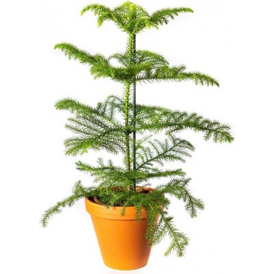 Gardners Araucaria heterophylla, průměr 17 cm Blahočet, aurakárie – Zbozi.Blesk.cz