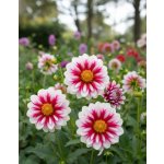 Jiřina 'Bumble Rumble' 1 ks – Zboží Dáma