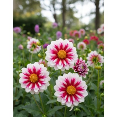 Jiřina 'Bumble Rumble' 1 ks – Zboží Dáma