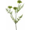 Květina Klejicha (Asclepias) krémový v50 cm (N935360)