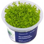 Micranthemum micranthemoides – Zboží Mobilmania