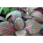 Fittonia Rood – Zboží Dáma
