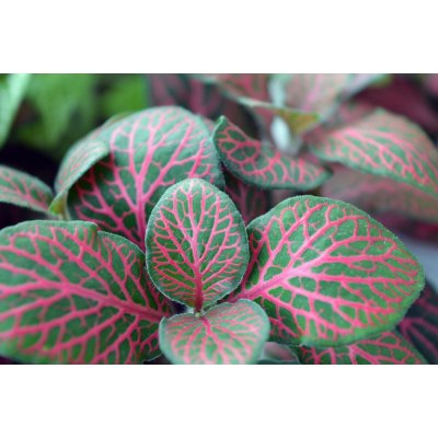 Fittonia Rood – Zboží Dáma