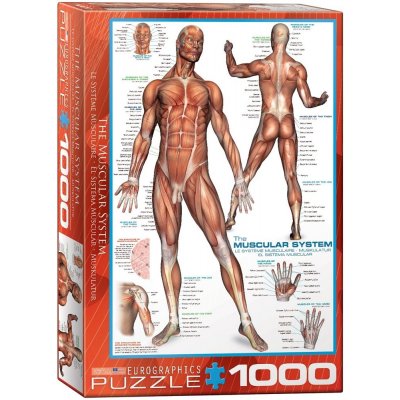 EuroGraphics Svalová soustava The Muscular System 1000 dílků – Zboží Mobilmania