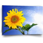 Sablio Obraz Slunečnice 2 - 60x40 cm – Hledejceny.cz