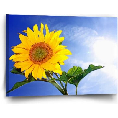 Sablio Obraz Slunečnice 2 - 60x40 cm – Hledejceny.cz
