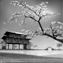 Coloriqa fototapeta Pagoda a Sakura Japonsko 1404 Materiál: Vinyl Premium, Rozměr: 208 x 146 cm L