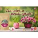 Lipoo Pro radost - Růžová květinová bomba – Zboží Dáma