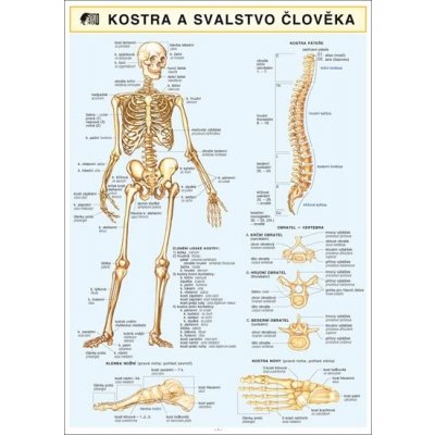 kostra cloveka – Heureka.cz