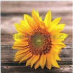 E-shop24 Samolepicí dekorace na kachličky Slunečnice II. 15 x 15 cm – Zboží Dáma