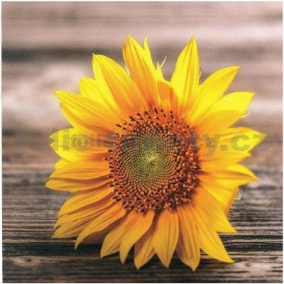 E-shop24 Samolepicí dekorace na kachličky Slunečnice II. 15 x 15 cm – Zboží Dáma