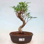 e-bonsai Pokojová bonsai - Ficus kimmen - malolistý fíkus – Hledejceny.cz