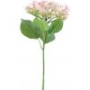 Květina Hortenzie - Hydrangea 'Butterfly' růžová V70 cm (N960437)