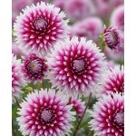 Jiřina 'Table Dancer' 1 ks – Zbozi.Blesk.cz