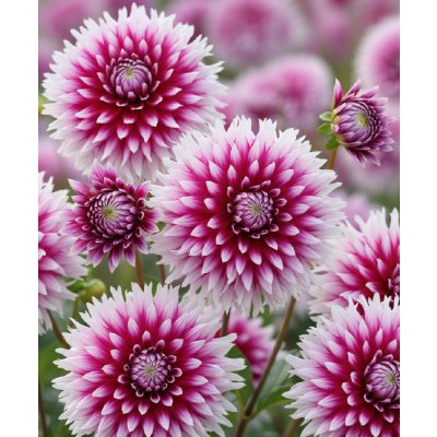 Jiřina 'Table Dancer' 1 ks – Zbozi.Blesk.cz