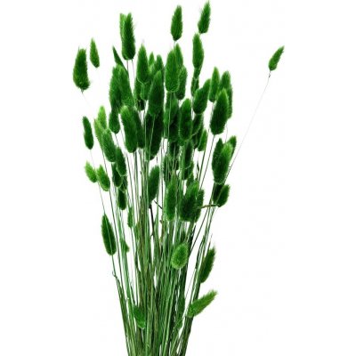 Sušený lagurus (králičí ocásek) zelený – Zboží Mobilmania