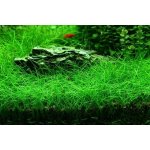 Eleocharis acicularis – Zboží Dáma