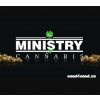 Semeno konopí Ministry of Cannabis AUTO CBD Star semena neobsahují THC 10+2 ks